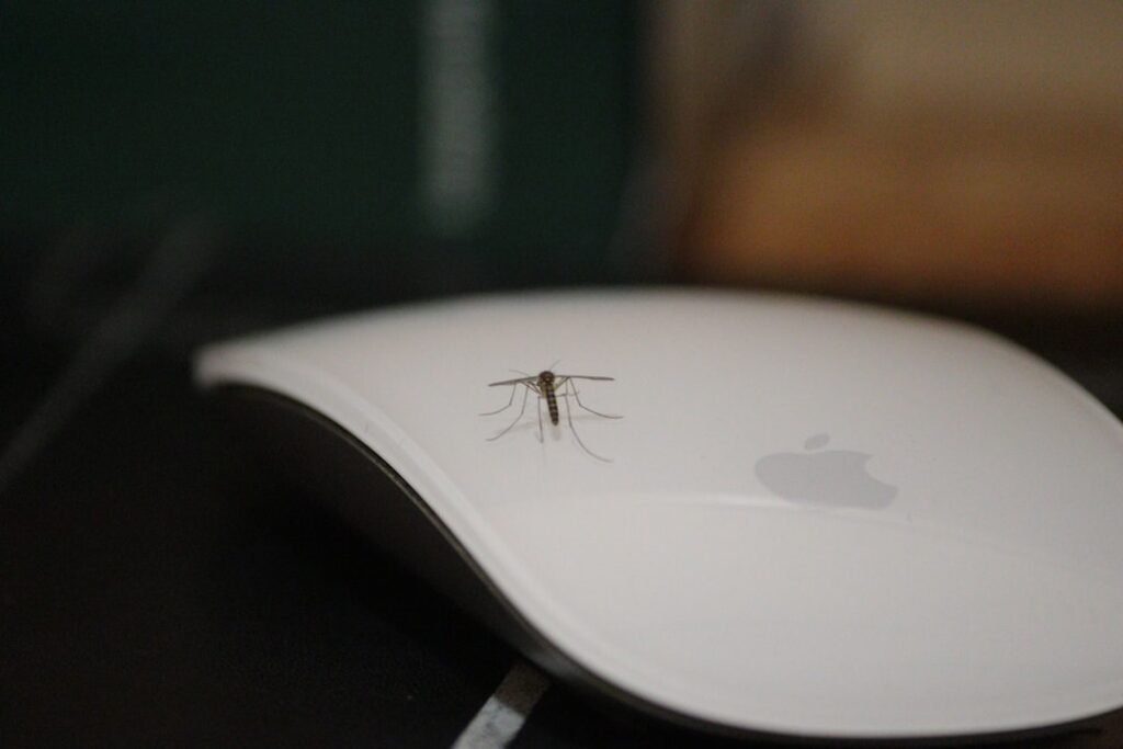 Photo bug sweeping services